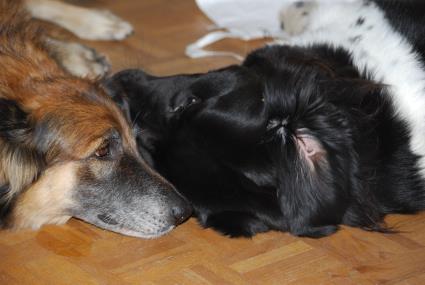 Schlafen mit Floh Schlafen mit Floh