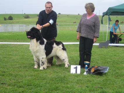 A Brooklyn Bear de LIliade et Ldysse, Zwischenklasse Rden V1