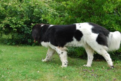 Nun bin ich schon fast ein ganzes Jahr in der Schweiz. Hab mich toll eingelebt. Nun bin ich schon fast ein ganzes Jahr in der Schweiz. Hab mich toll eingelebt.