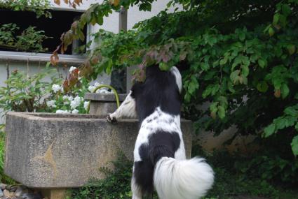 Nach dem ganzen Äpfelpflücken habe ich solch einen Durst. Nach dem ganzen Äpfelpflücken habe ich solch einen Durst.