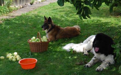 Bewachen der pfel geht nur , wenn wir satt sind, sonst traut uns das unser Frauchen nicht zu.