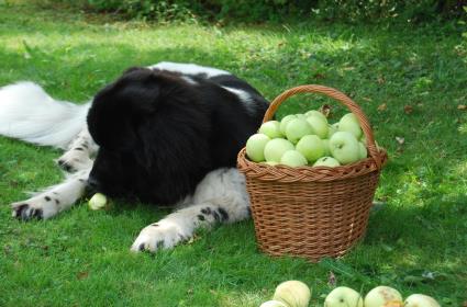 Äpfel direkt vom Baum. ,Oder doch aus dem Korb? Äpfel direkt vom Baum. ,Oder doch aus dem Korb?