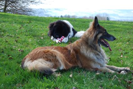 Floh und ich. Floh und ich.