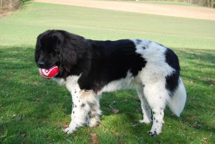 Hallo, wo seid ihr denn alle???? Hallo, wo seid ihr denn alle????