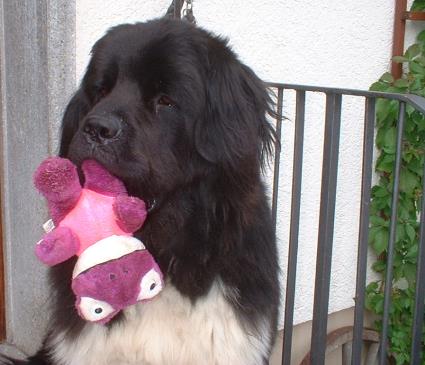 Na ja, mit dem verspielt haben ja meine Zweibeiner recht :-)