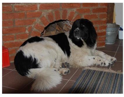 Auch Neufis liegen gerne mal im Warmen.