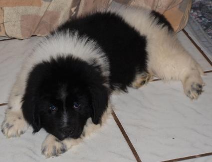 Eyseck, drei Monate alt Eyseck, drei Monate alt