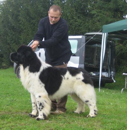 A BrooklynBear de l`Illiade et l`Odysse  "Harry Potter"Zwischenklasse V1