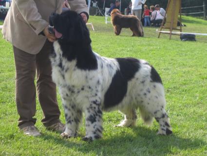 High Valentine`sWish "Wendy"Offene Klasse V1