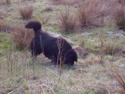 Ob es hier auch solche kleinen Tierchen gibt?
