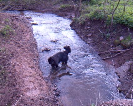 Wasser, meine Element. Zum Schwimmen halt ein bisschen wenig, aber wenigstens die Fe werden nass.