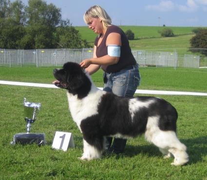 Best of Show: Hndin  Newf Mermaid Yukon Gold.