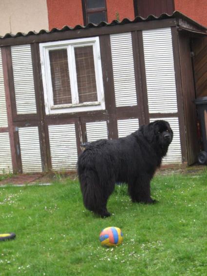 Herrchen hat anscheinend auch keine Zeit.