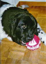 Mein Fußball muß überall mit hin.. Mein Fußball muß überall mit hin..