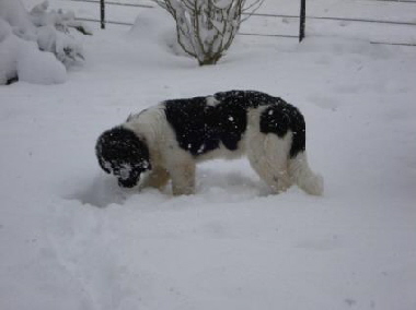 Barcley mit 17 Wochen.