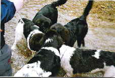 Wir trafen uns alle 5 in Dussnan am 1.12.07, und hatten uns viel zu erzhlen.