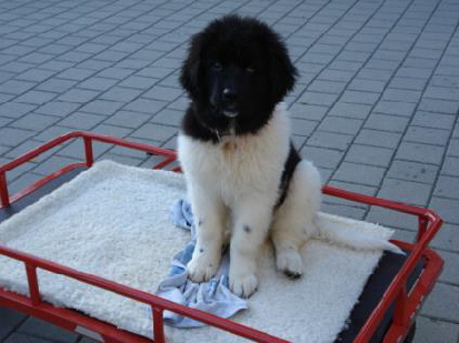 Barcley mit 12 Wochen.