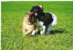 Das Leben ist schön...... Das Leben ist schön......