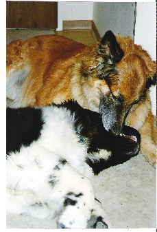 Kaja  und Floh Kaja  und Floh