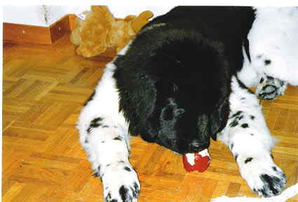 Zähneputzen muß sein. Schmeckt auch lecker. Zähneputzen muß sein. Schmeckt auch lecker.