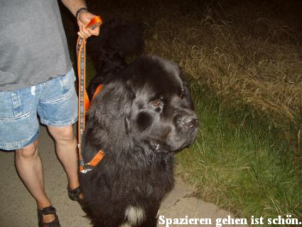 teddy072007b