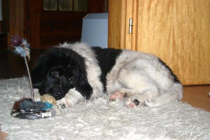 Ob ich wohl mit dem auch spielen darf?