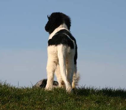 Schauen ber den Elbdeich.