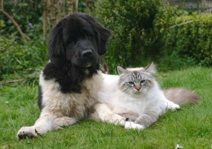 Ich mit Kater Quique, mein absoluter Liebling.